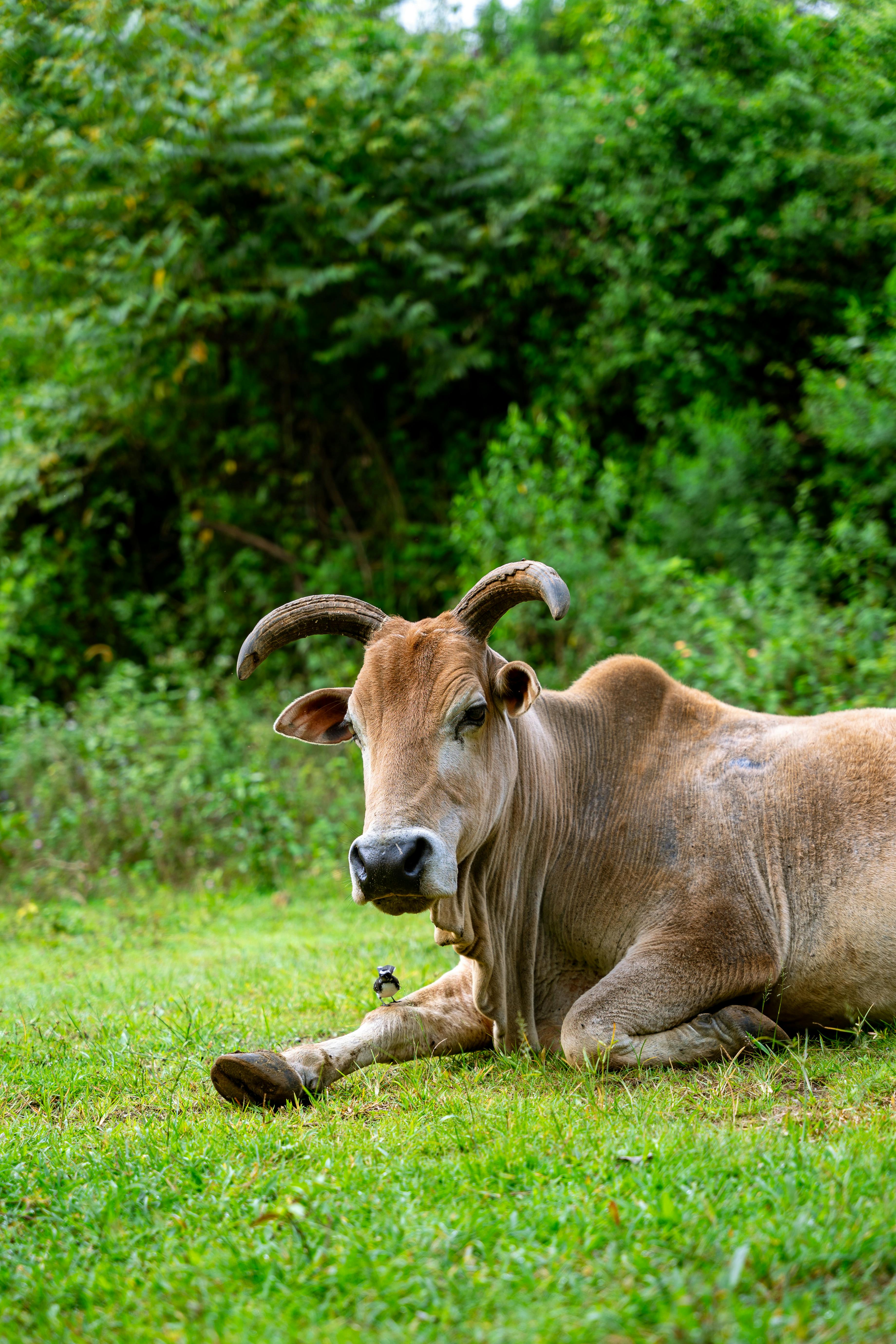 grátis Uma imagem serena de um touro deitado em um campo gramado, cercado por uma densa vegetação. Foto profissional