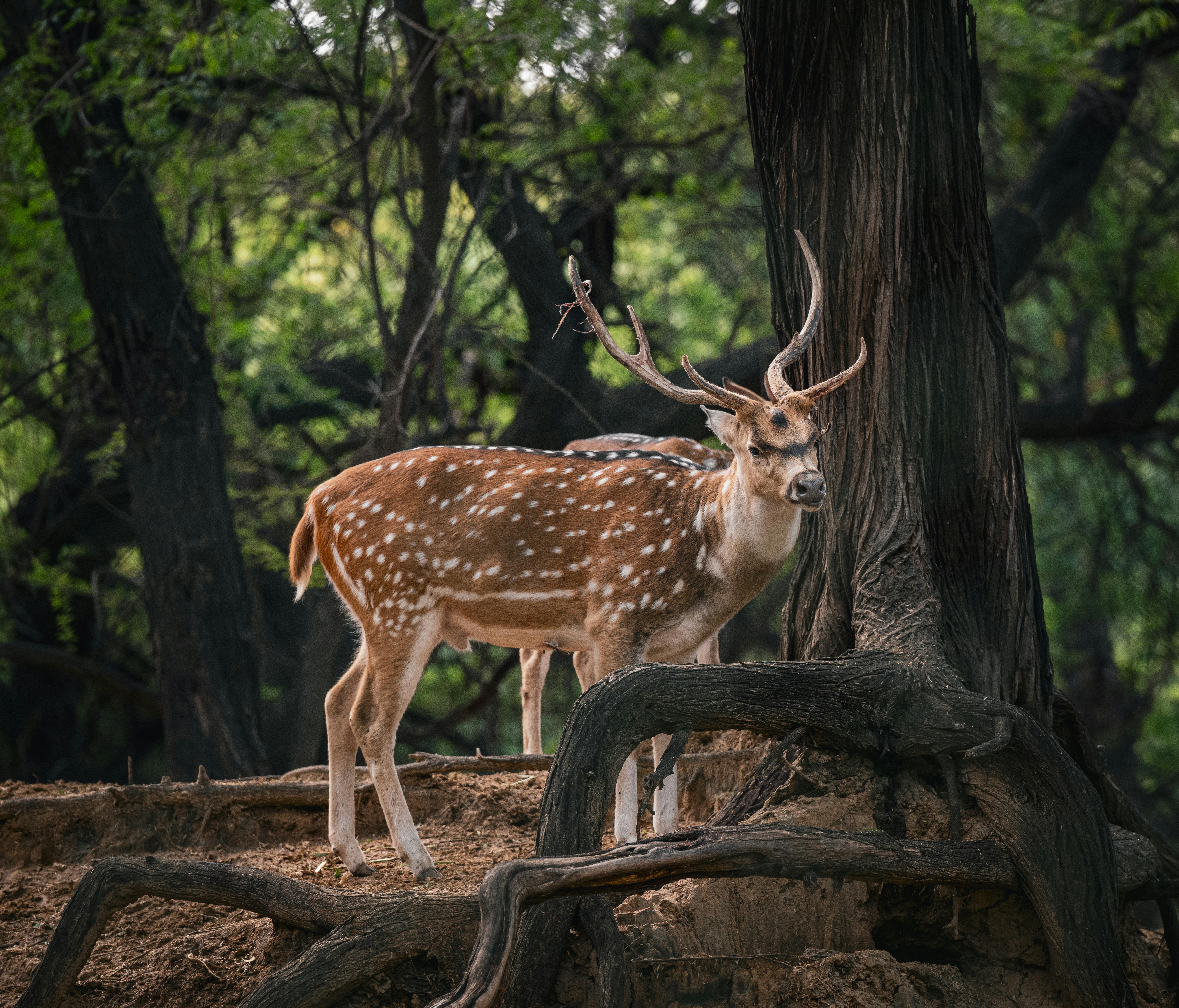 A spotted deer gracefully stands amidst the lush greenery in an Indian forest.