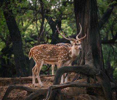 A spotted deer gracefully stands amidst the lush greenery in an Indian forest.