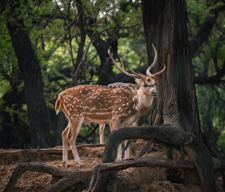 A spotted deer gracefully stands amidst the lush greenery in an Indian forest.