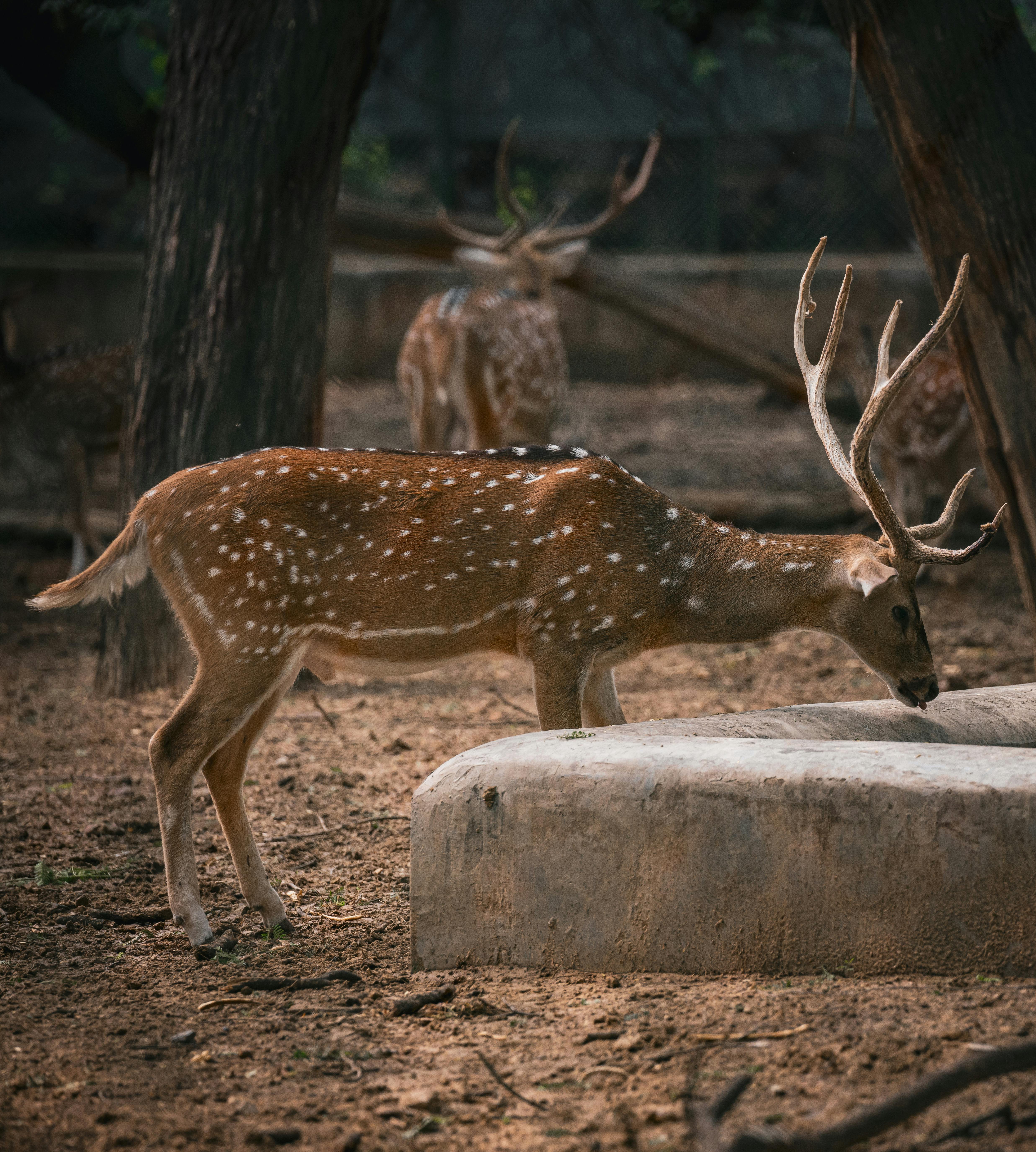 Deer hunter games for free