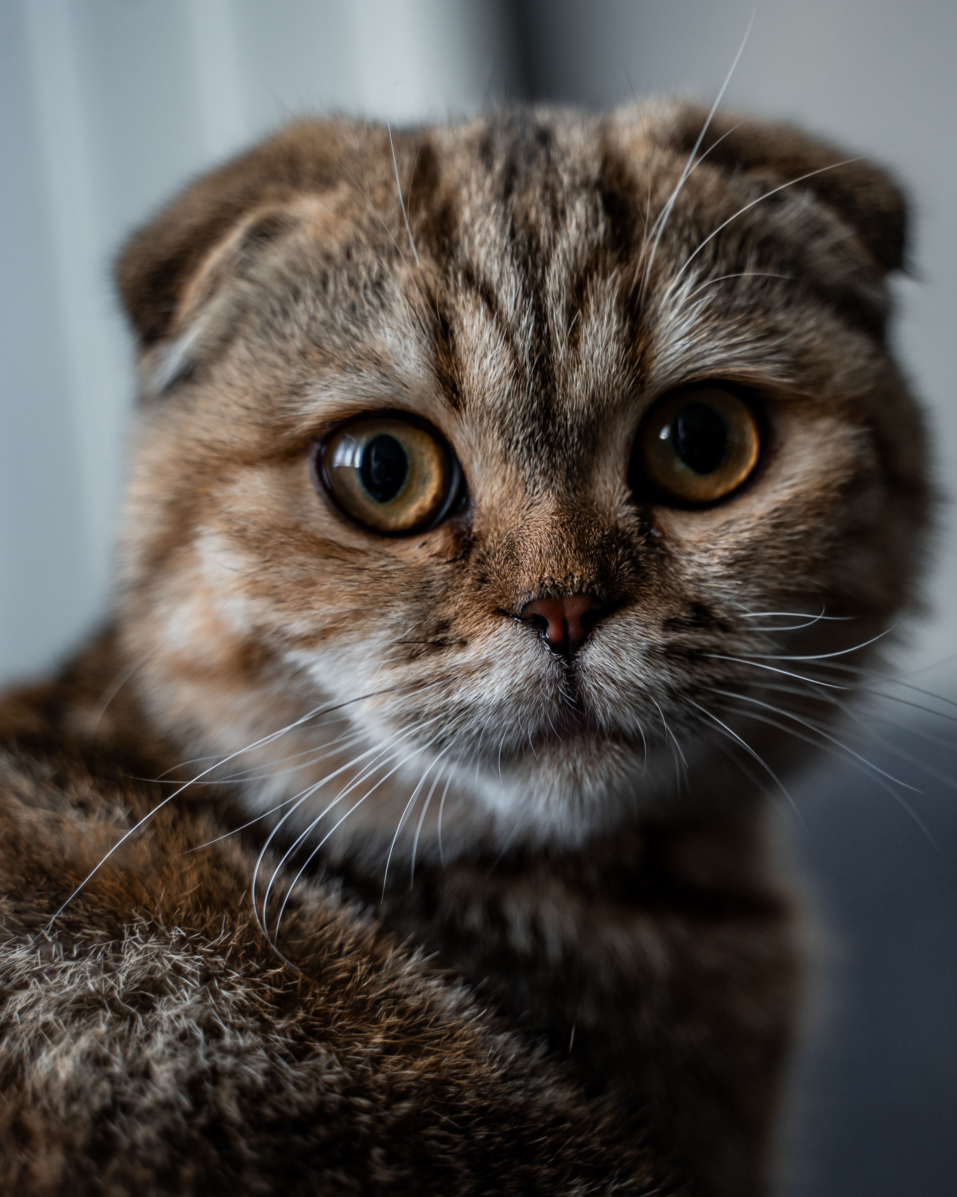 Detailed portrait of a Scottish Fold cat with striking eyes indoors.