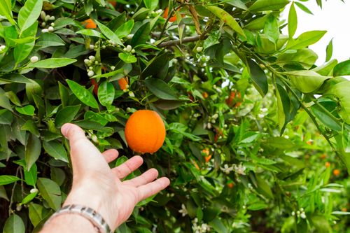 Free Close-up of a hand reaching for a ripe orange among green leaves, symbolizing fresh harvest. Stock Photo