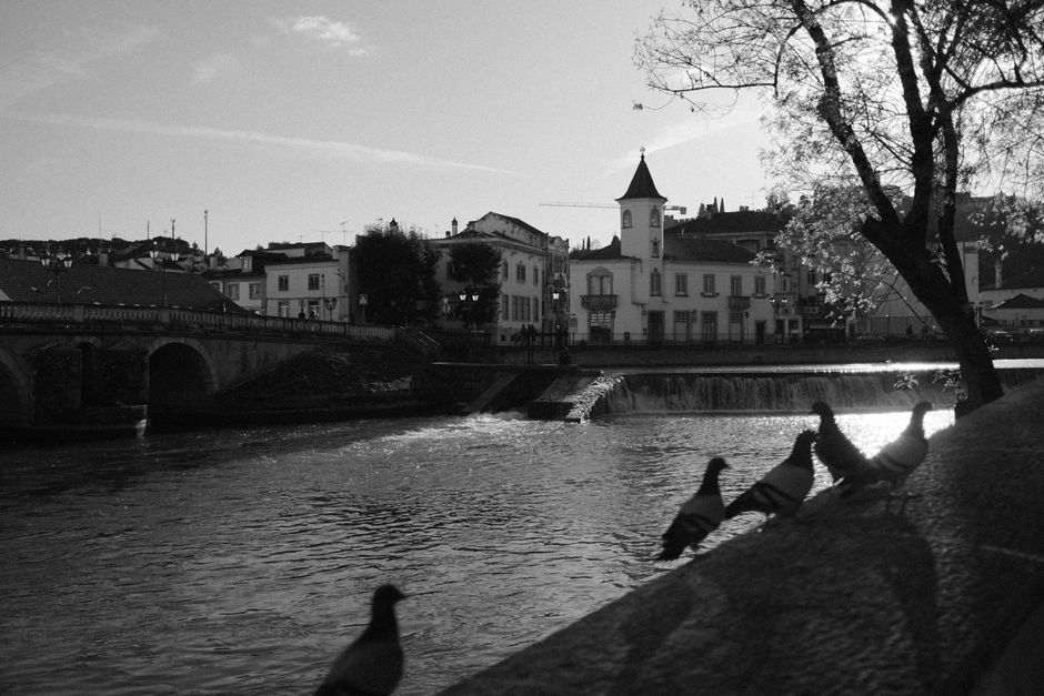 Black and white photo of Tomar's riverfront with pigeons and architecture.