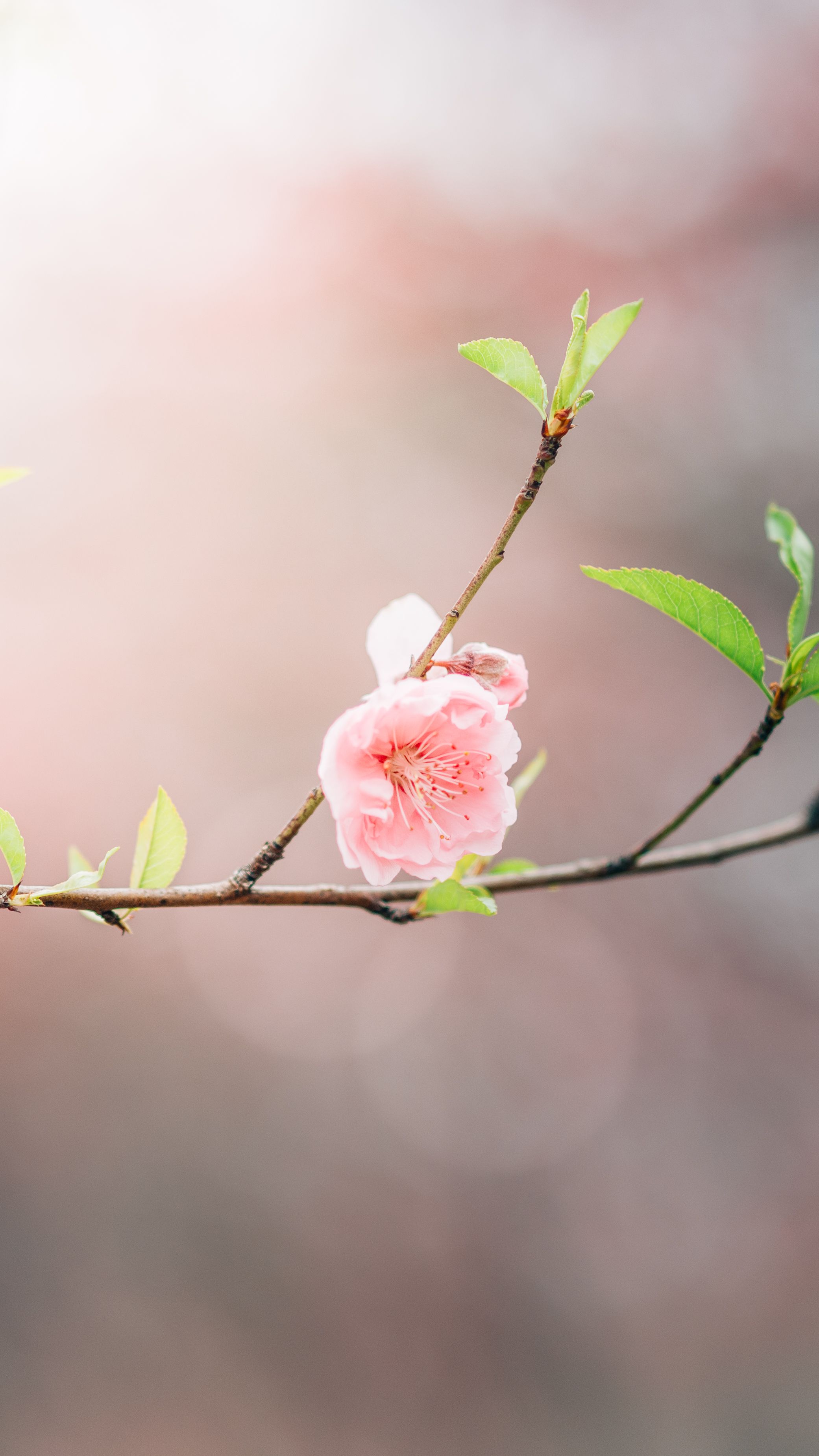 树枝上盛开的桃花特写 · 免费素材图片