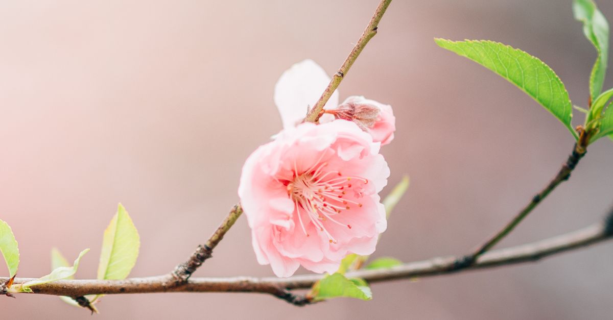树枝上盛开的桃花特写 · 免费素材图片
