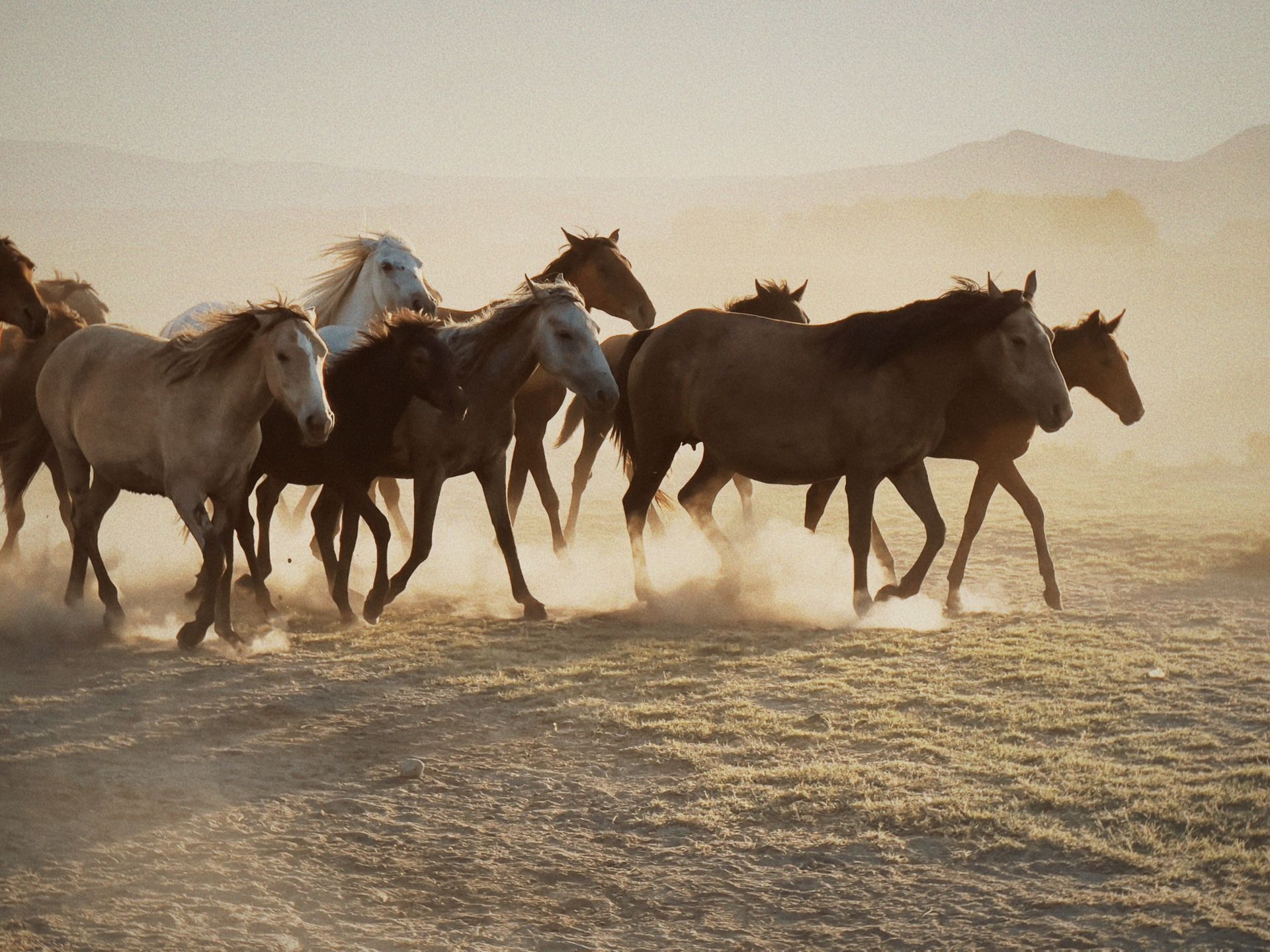 A herd of wild horses running across a dusty plain at sunrise, creating a stunning natural scene.