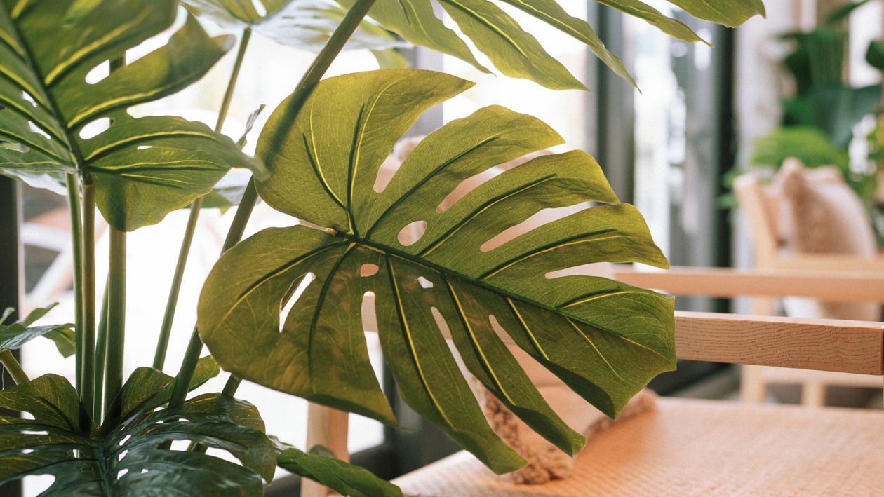 monstera samen pflanzen Fingerphilodendron (Monstera deliciosa) main image 1