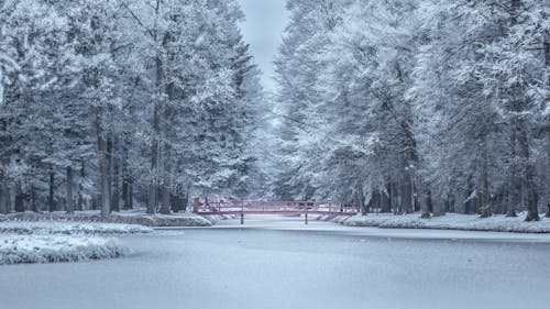 Árvores Congeladas Durante O Inverno