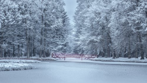 Arbres Gelés En Hiver