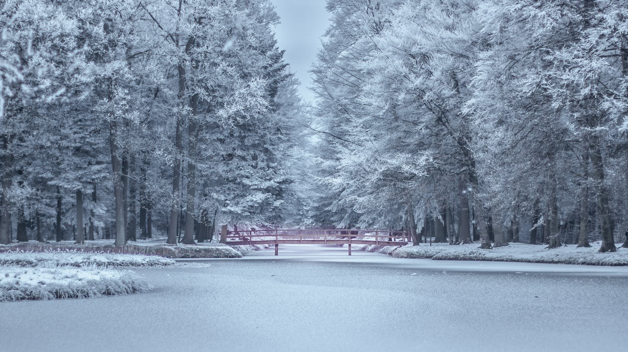 Frozen Trees during Winter