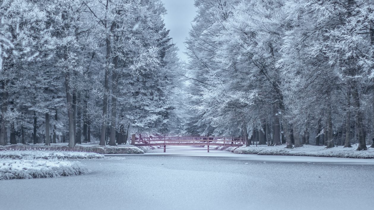Frozen Trees During Winter Free Stock Photo Frozen Trees During Winter Free Stock Photo