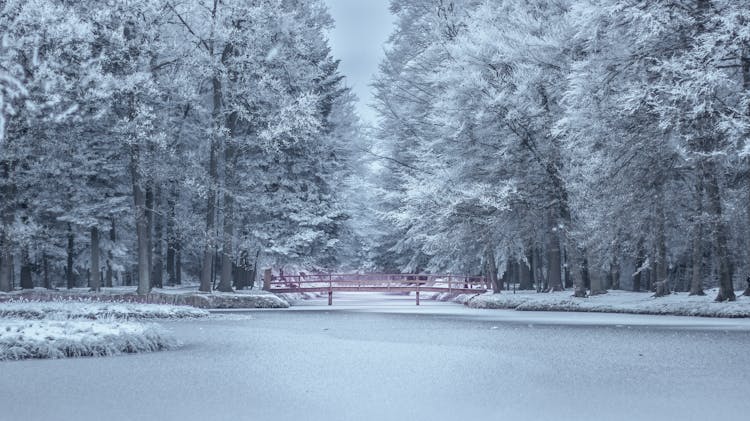 Frozen Trees During Winter