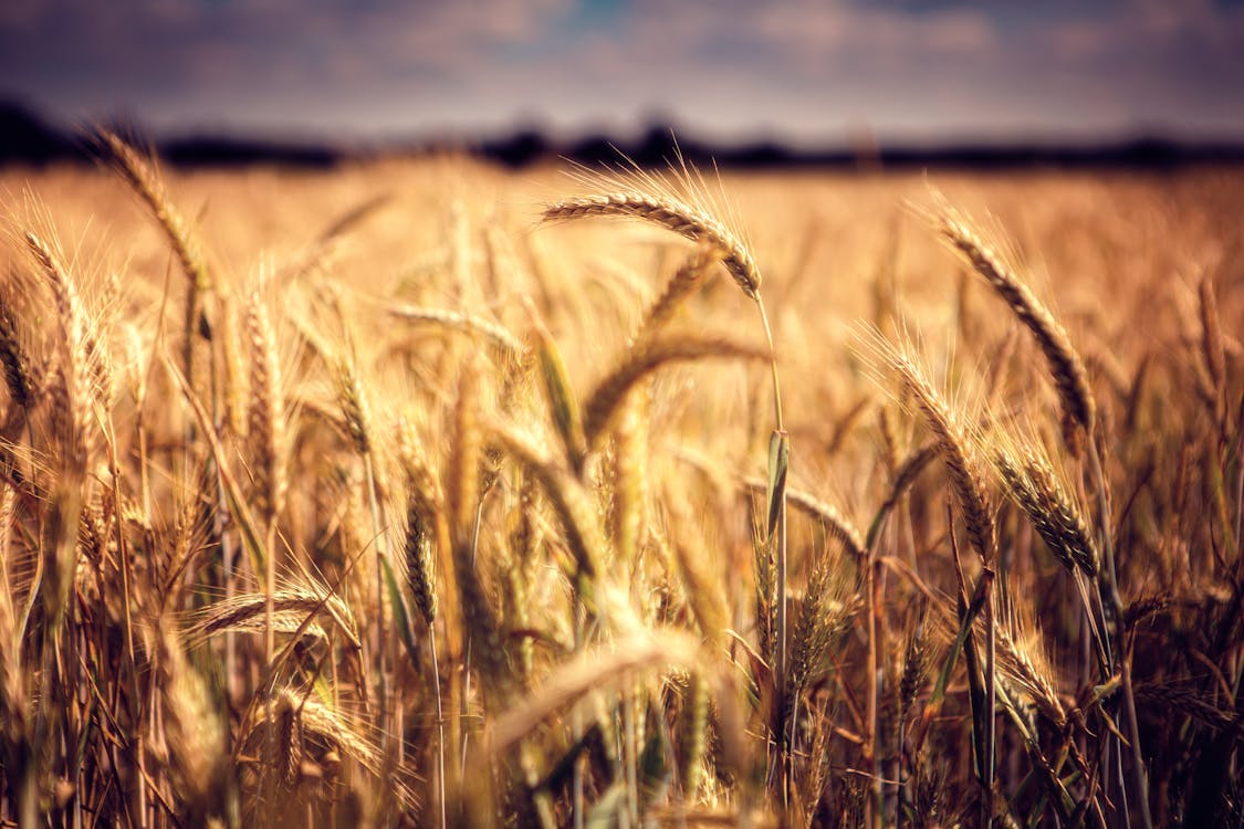 Close Up View Of Wheat Plant In A Cropland