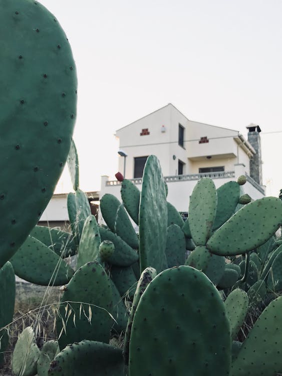 Cactus Plants Grown Near A House