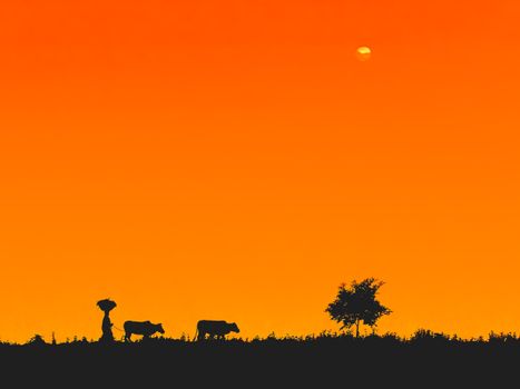 Silhouette of a farmer and cows walking under a vibrant orange sunset in Bangladesh.
