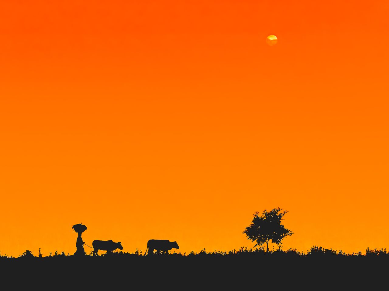 silhouette of a farmer and cows walking under a vibrant orange sunset