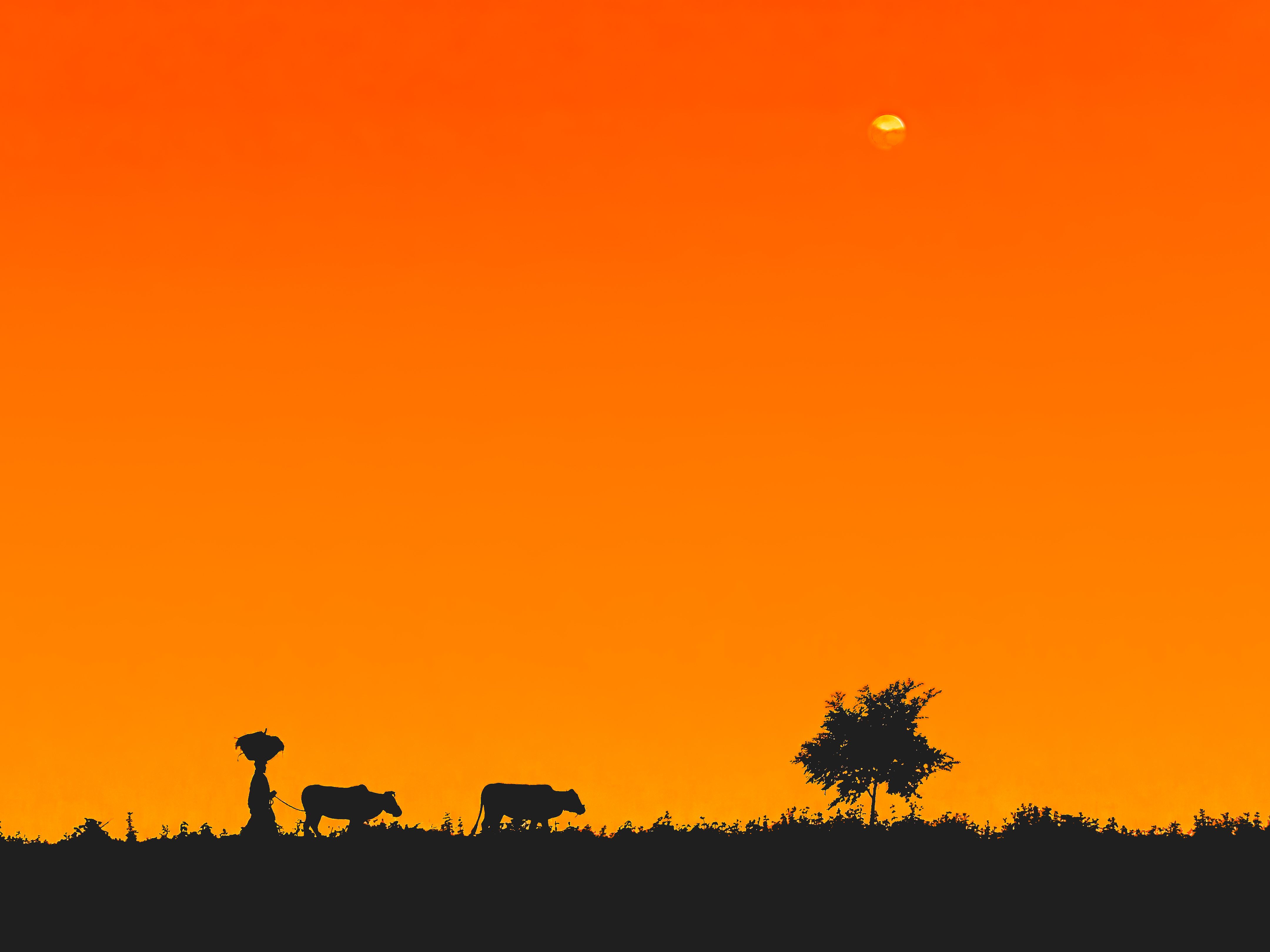 Silhouette of a Farmer and Cows at Sunset · Free Stock Photo