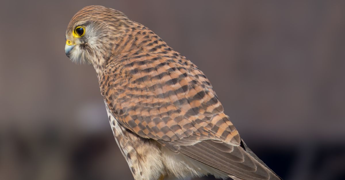 Kestrel Rear View Close-up of a Common Kestrel Bird in Profile View · Free Stock Photo