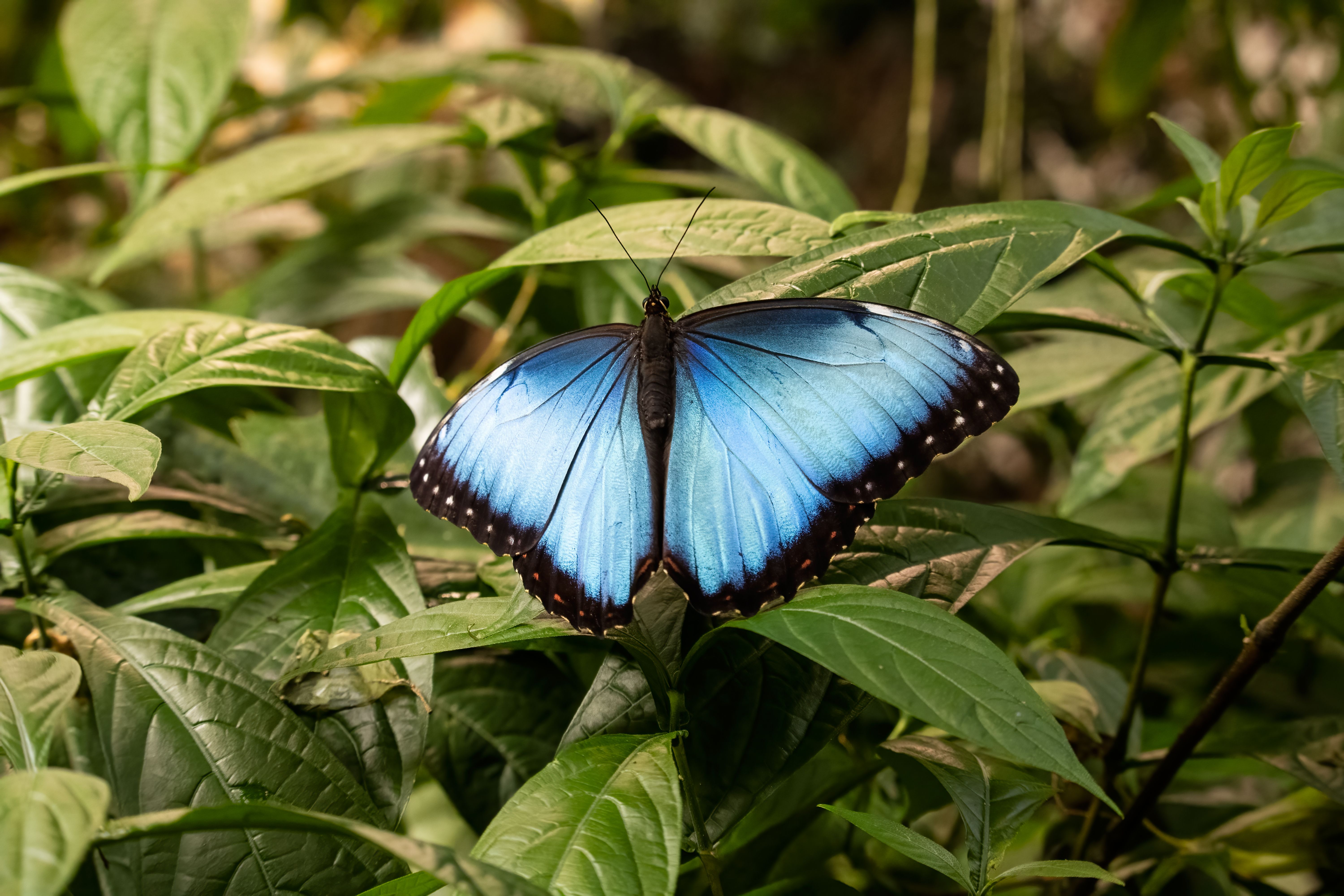 Butterfly Garden with Transportation