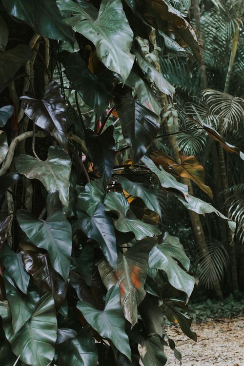 Lush Jungle Foliage with Dark Green Leaves · Free Stock Photo