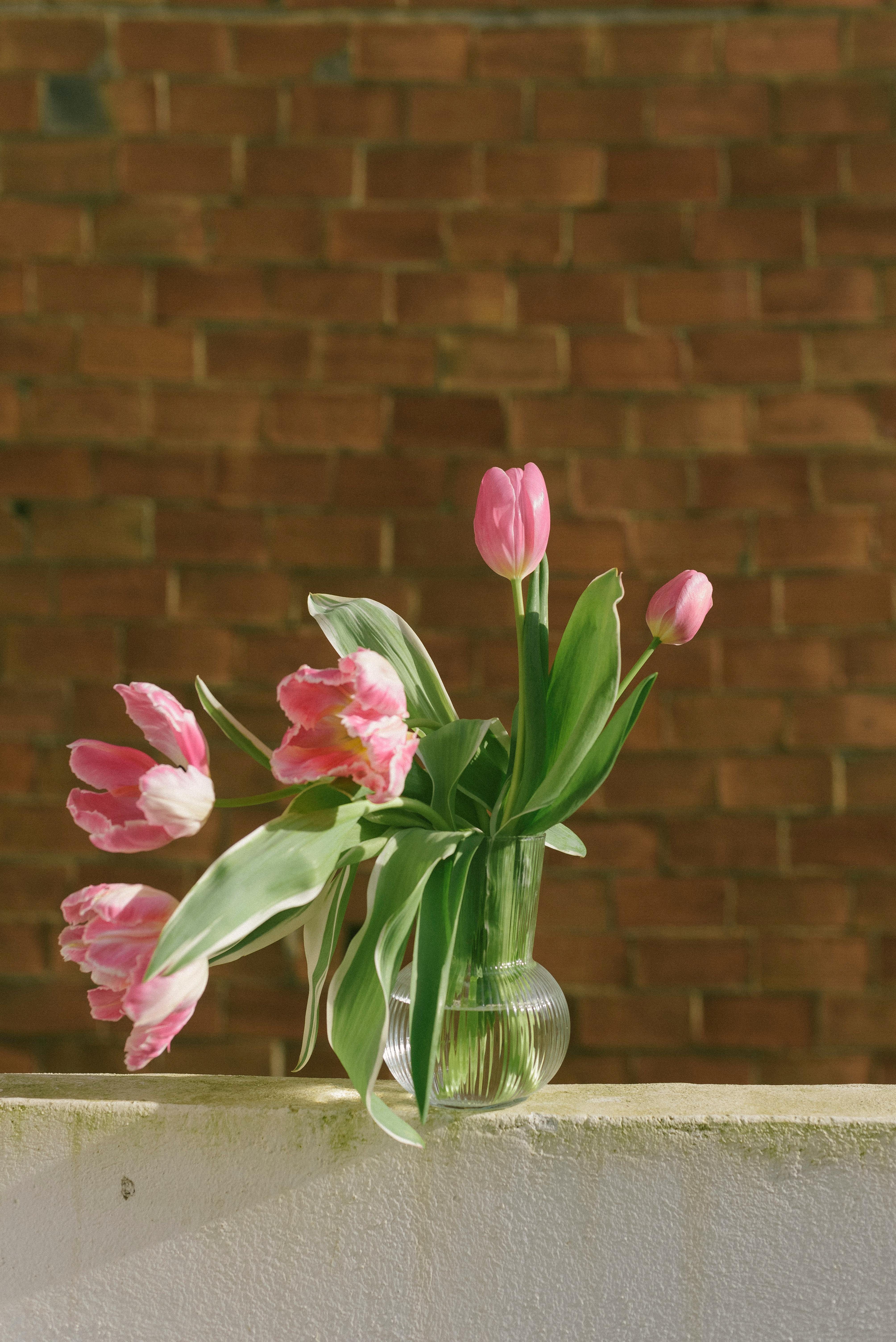 Beautiful pink tulips in a glass vase placed against a rustic brick wall.