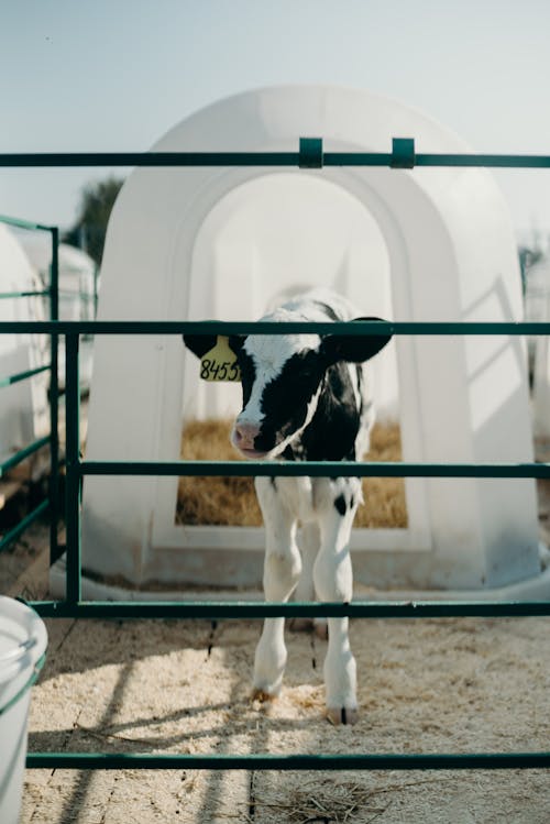 White and Black Calf Inside Cage