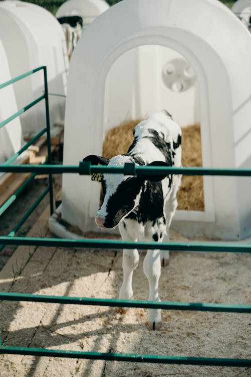 White and Black Calf