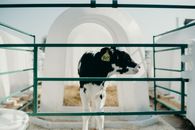 A Calf With A Number Tag Behind A Cage