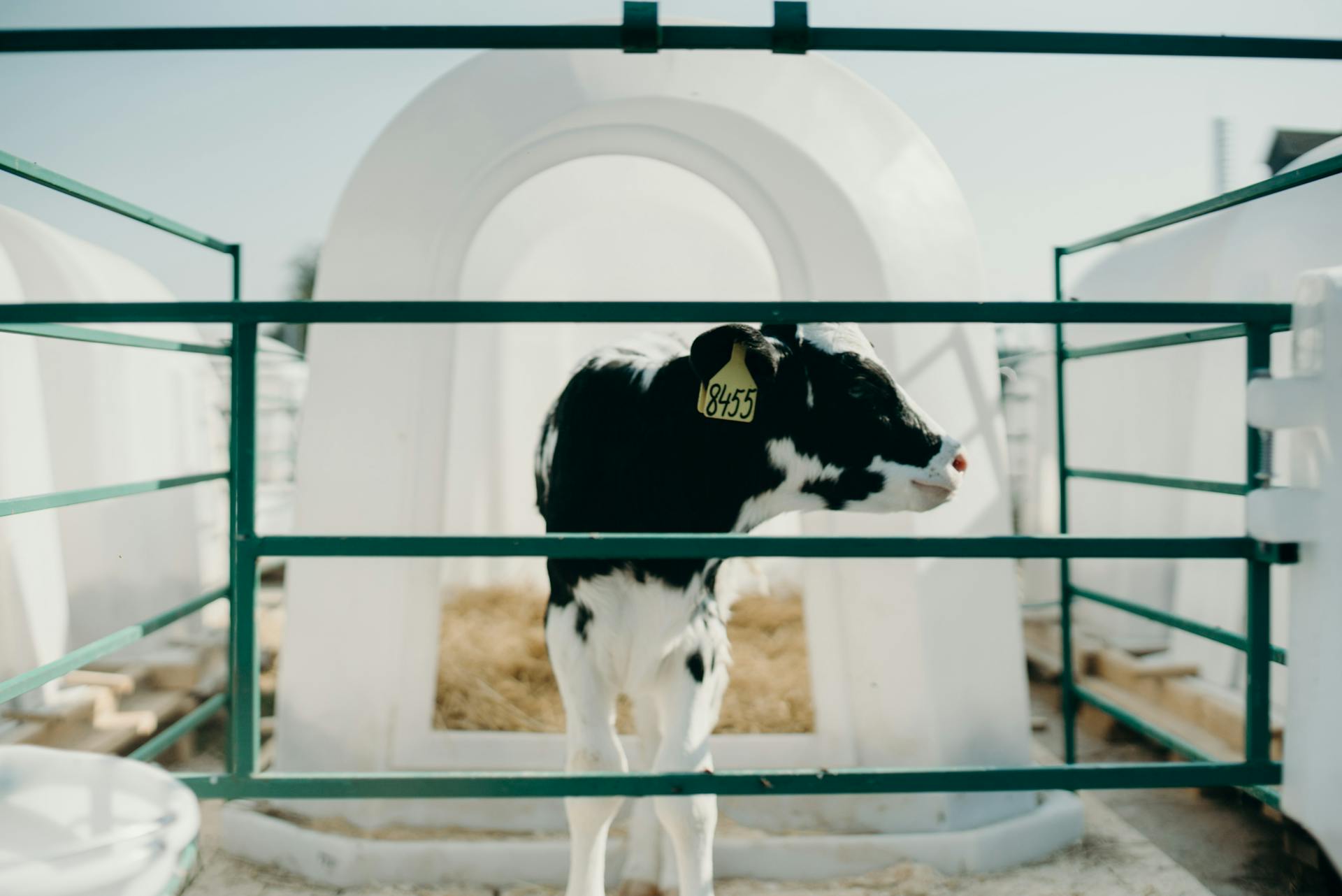 A Calf With A Number Tag Behind A Cage