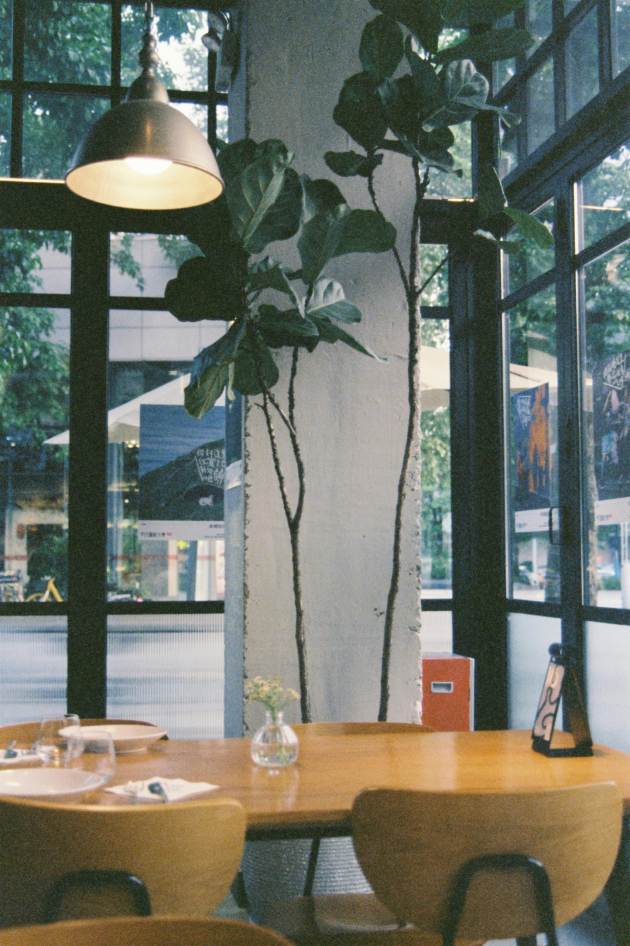 Kostnadsfria Solbelyst kaféhörna med höga växter och en minimalistisk miljö. Stock foto