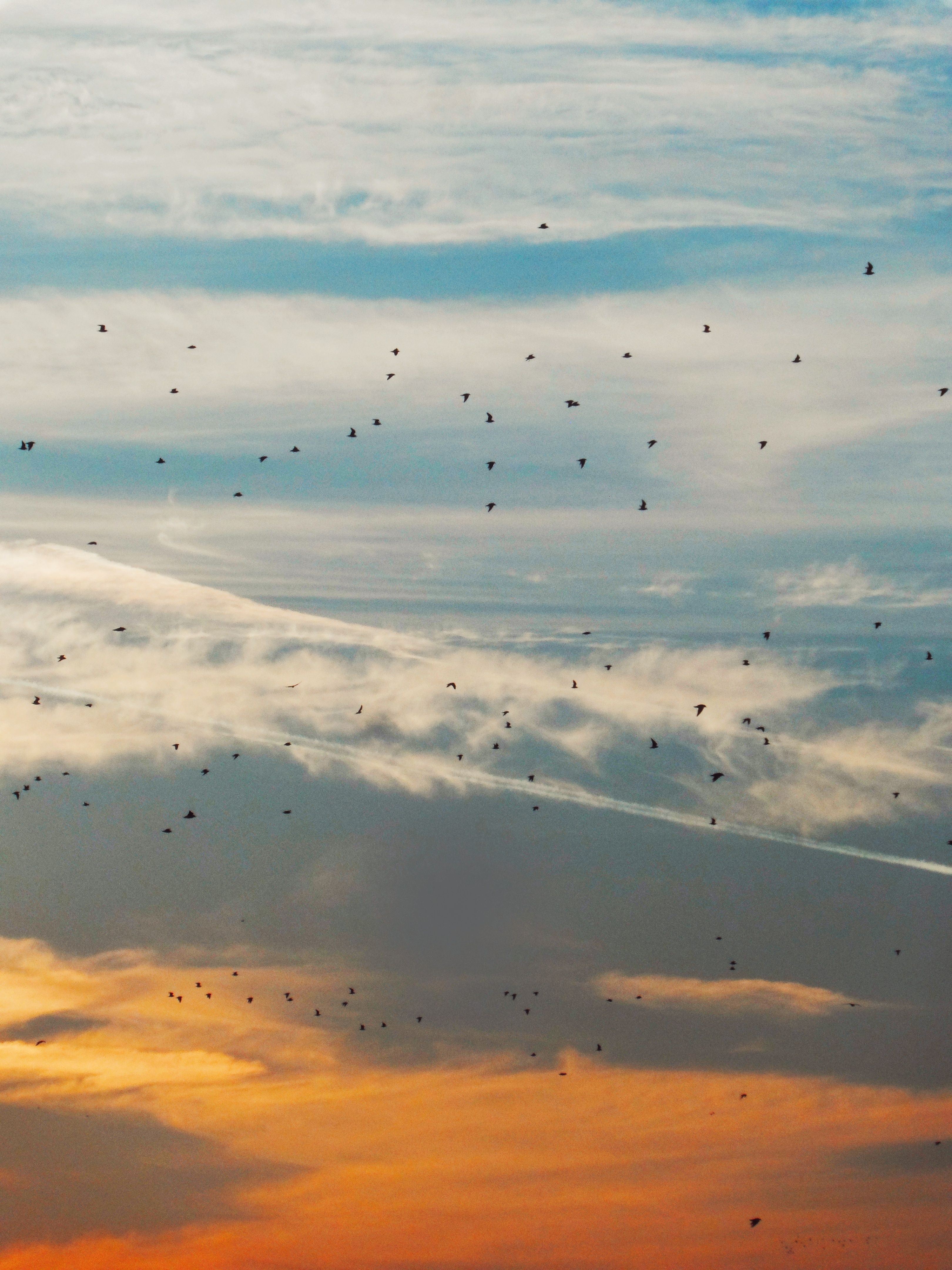 Tranquil Sunset Sky with Birds in Flight · Free Stock Photo