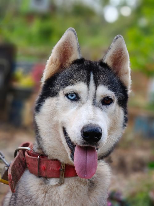 Free A Siberian Husky with striking heterochromia and friendly demeanor captured outdoors. Stock Photo