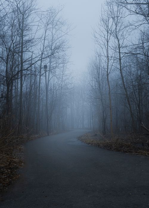 Free Tranquil misty path through a leafless forest in winter, evoking solitude and mystery. Stock Photo