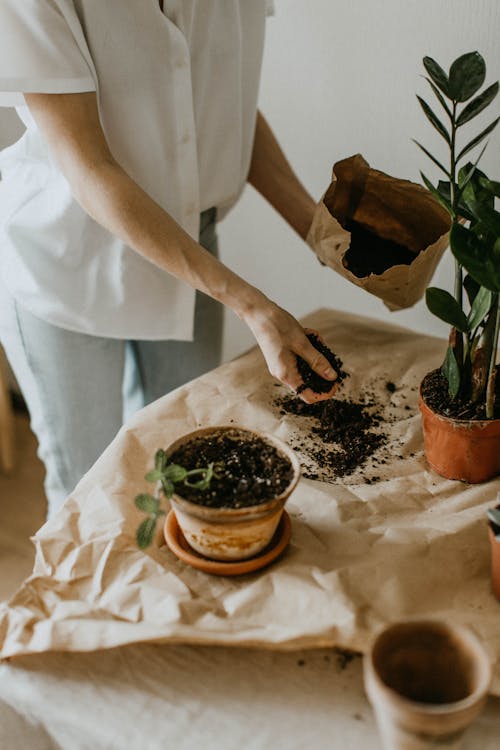 Free Person Holding Soil Stock Photo