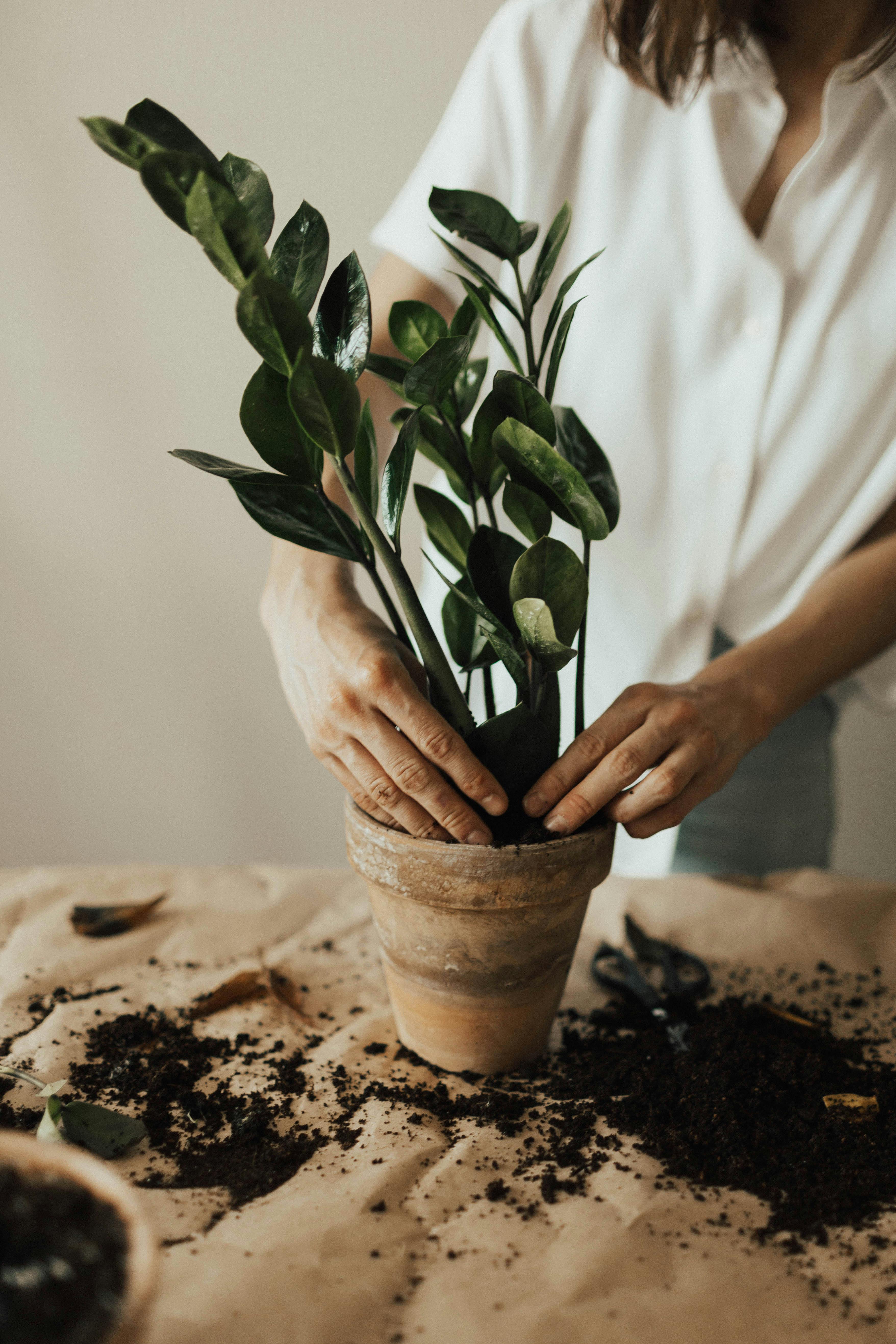 What Plants Are Best For Patio Containers?