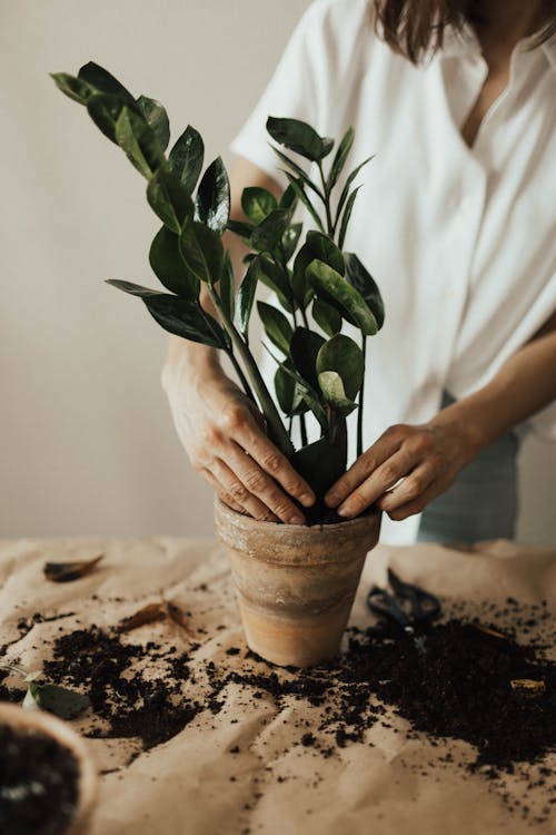 Orang Yang Mengatur Tanaman Pot