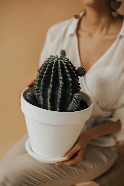 Kaktus Pot