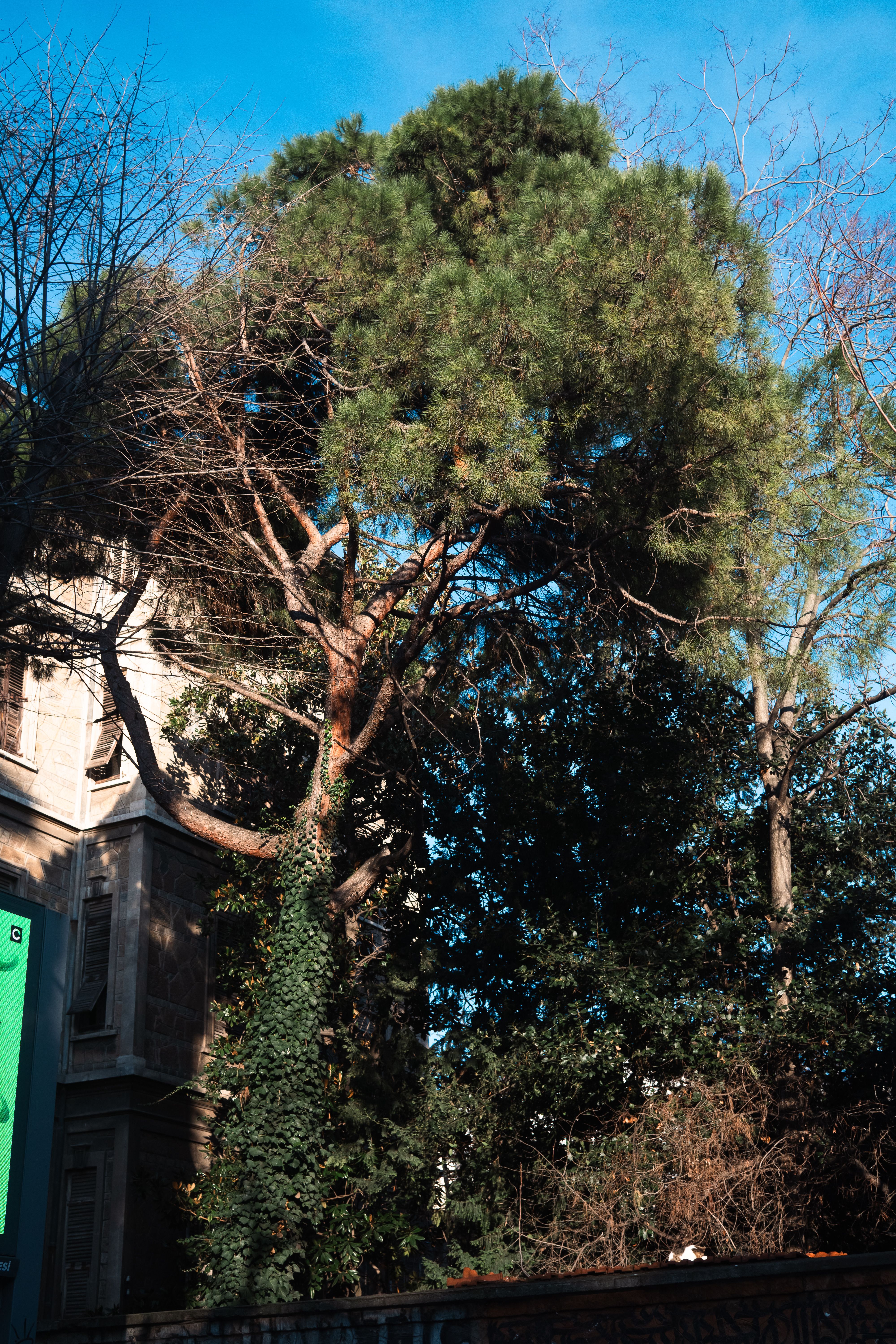 Old building partially hidden by dense trees under a clear blue sky.