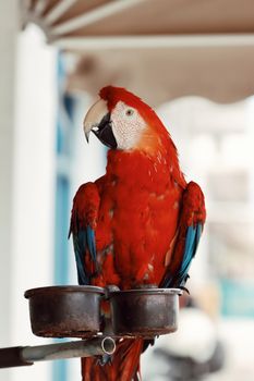 parrot photo