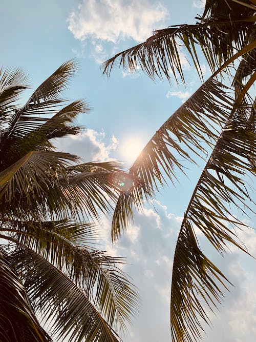 Gratis lagerfoto af kokostræer, palmer, træer
