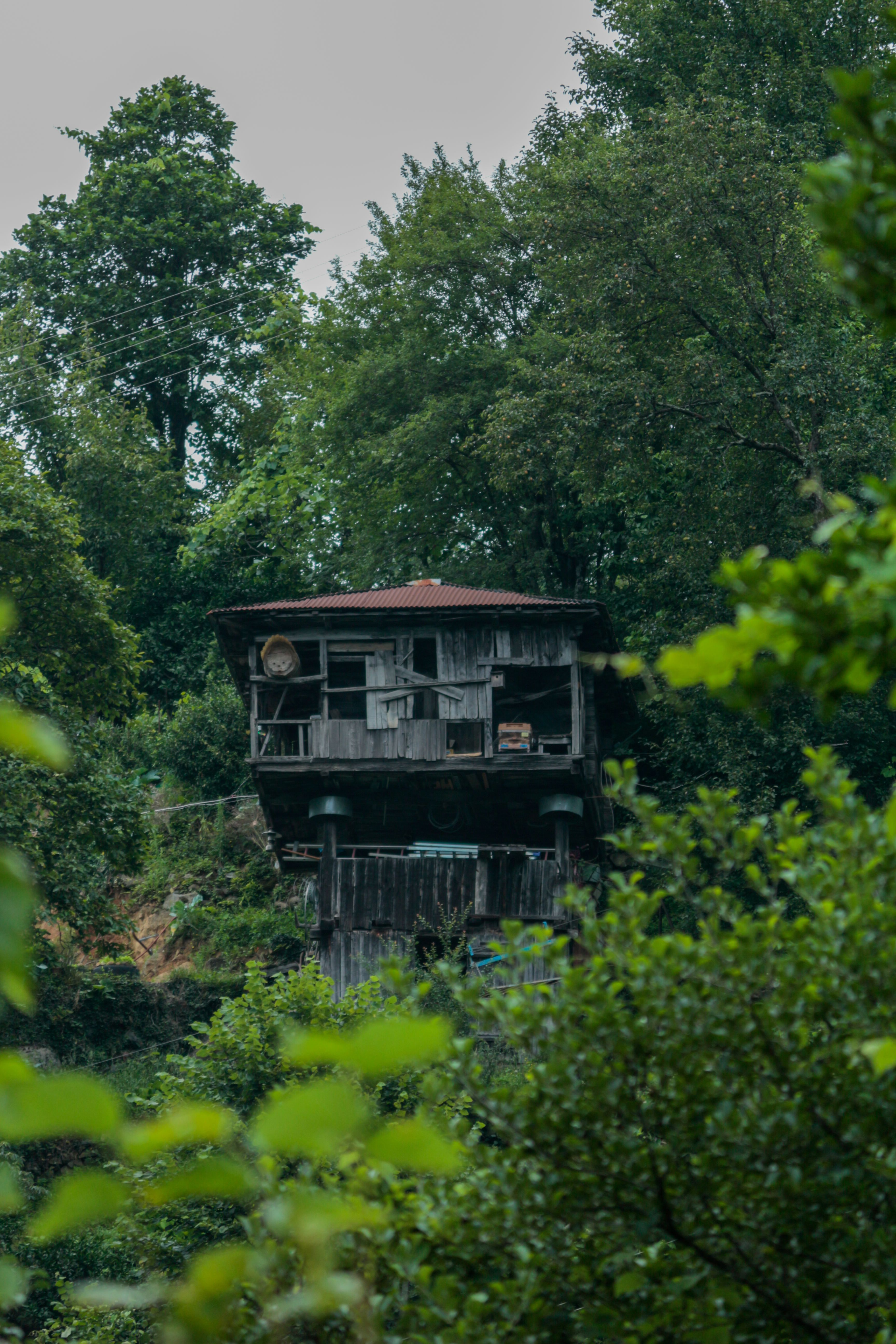 An isolated wooden cabin nestled within lush greenery in a dense forest environment.