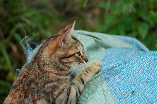 Free Close-up of a tabby cat lounging on blue fabric in a natural outdoor setting. Stock Photo