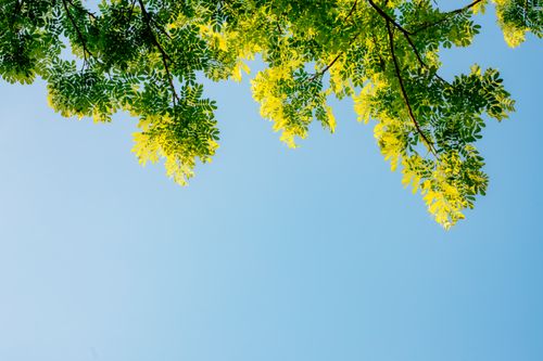 Free Bright green leaves in sunlight with clear blue sky background. Stock Photo
