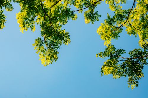 Free Vibrant green tree leaves against a clear blue summer sky, creating a refreshing natural scene. Stock Photo