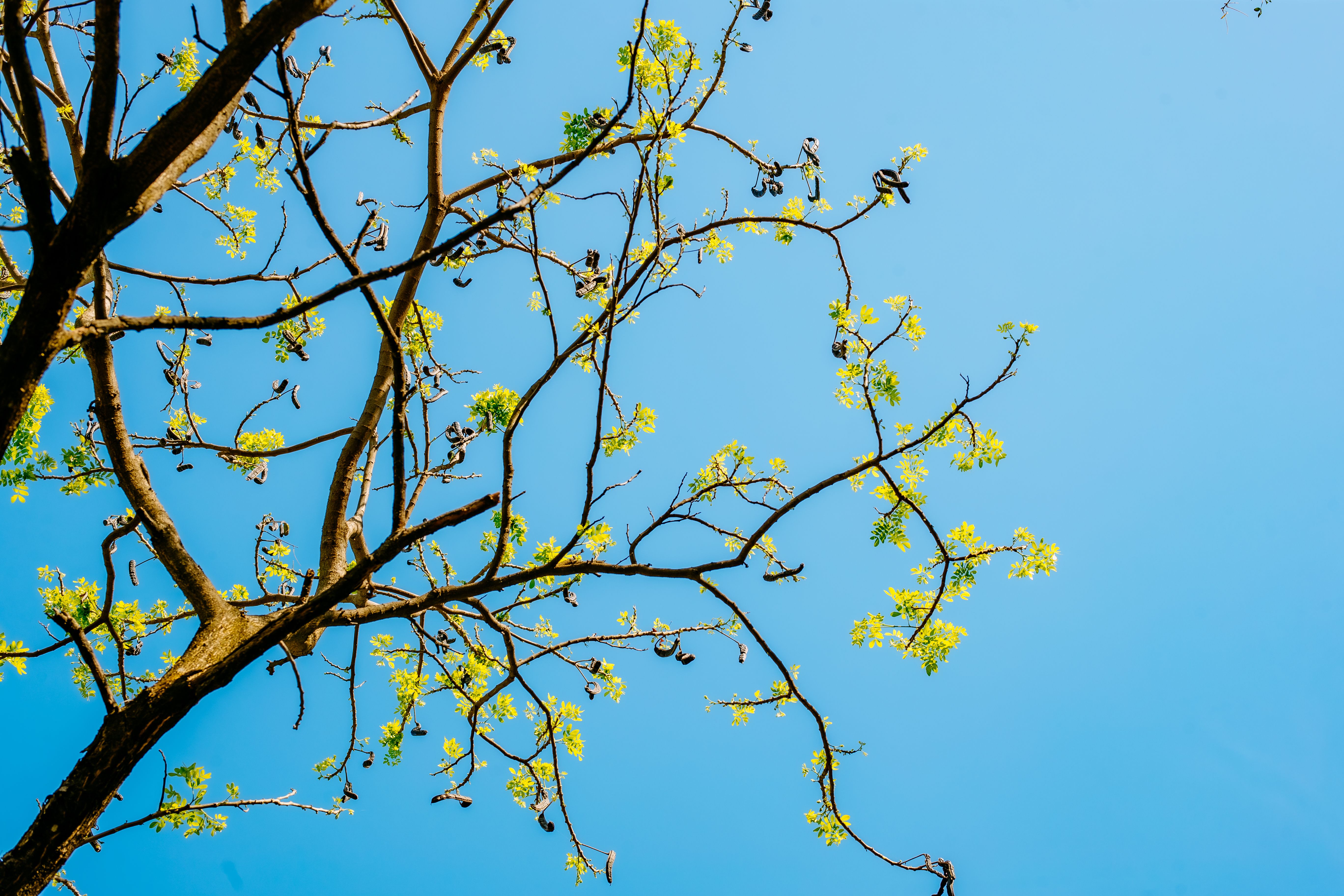 Spring Tree Branches Against Clear Blue Sky · Free Stock Photo