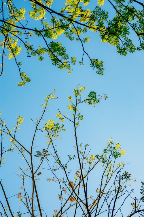 Free Vibrant spring branches with fresh green leaves against a clear blue sky, capturing nature's awakening. Stock Photo