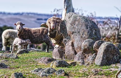 Free Group of Merino sheep with lambs grazing near rocks in the Australian countryside during daytime. Stock Photo