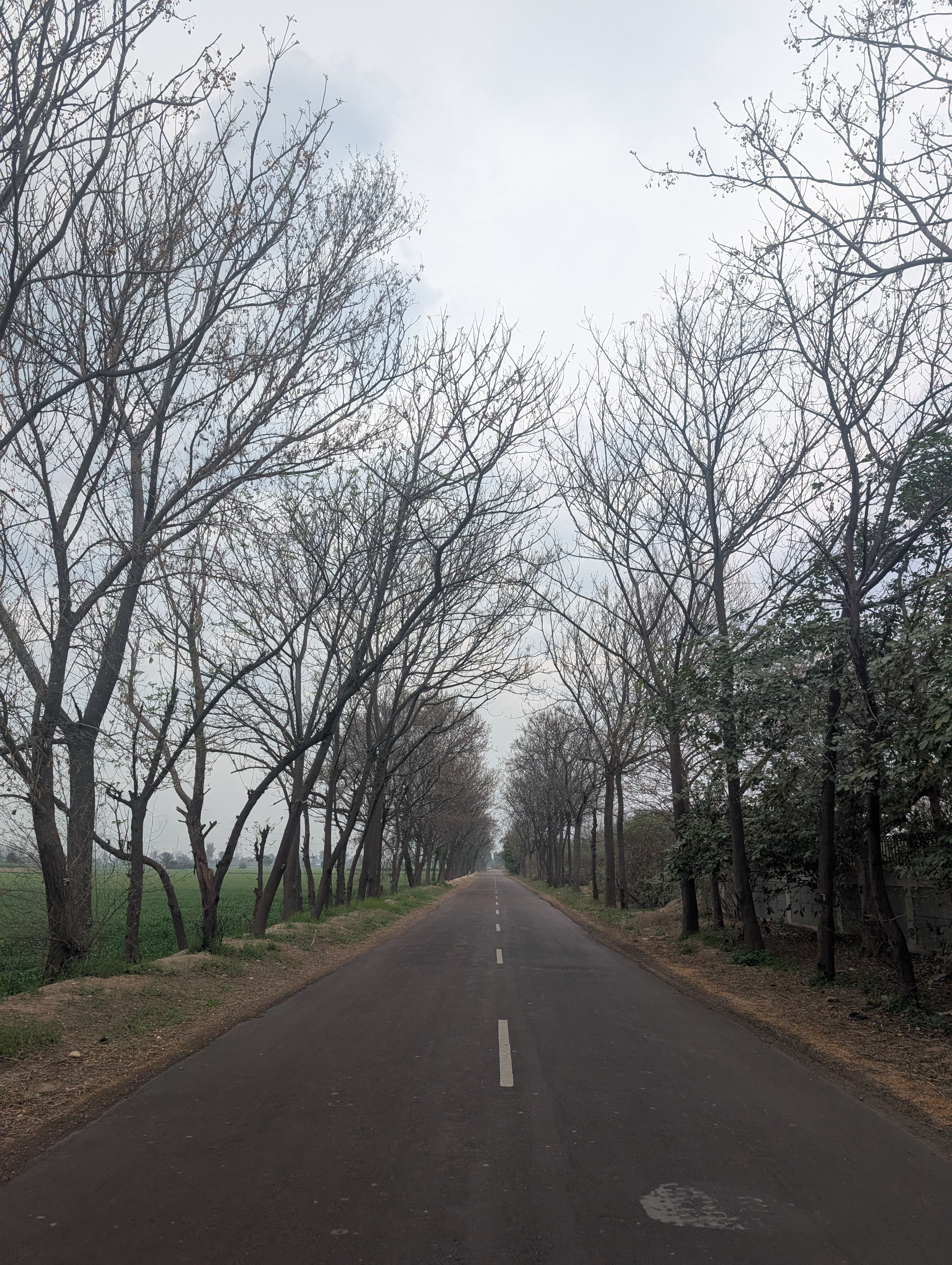 Scenic Road Lined with Bare Trees in Early Spring · Free Stock Photo