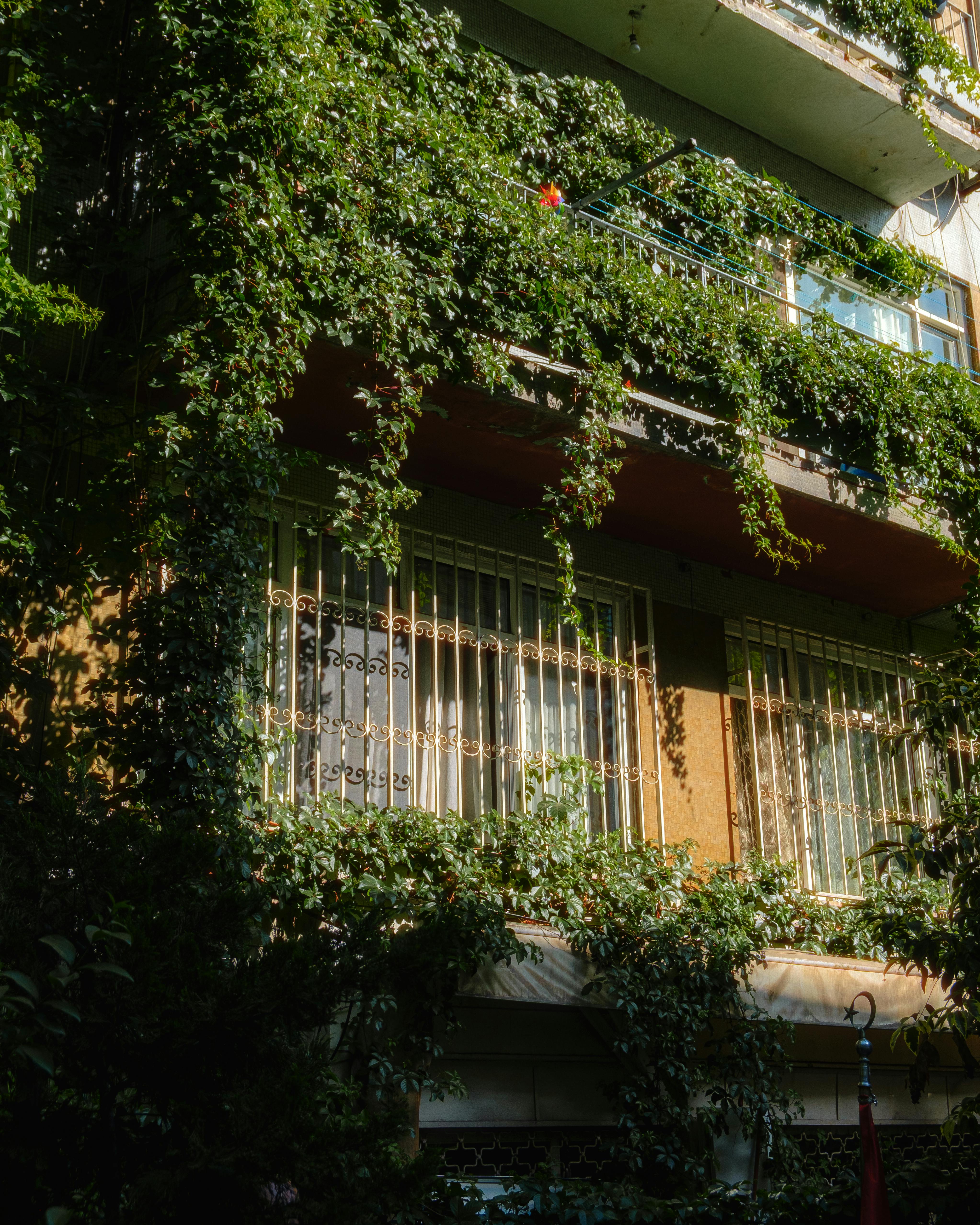An abandoned building covered with lush flowering vines during sunset, creating a vibrant urban landscape.